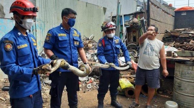 Menjalar Lahan Kosong, Ular Sanca 3 Meter Hebohkan Warga Koja Jakarta Utara