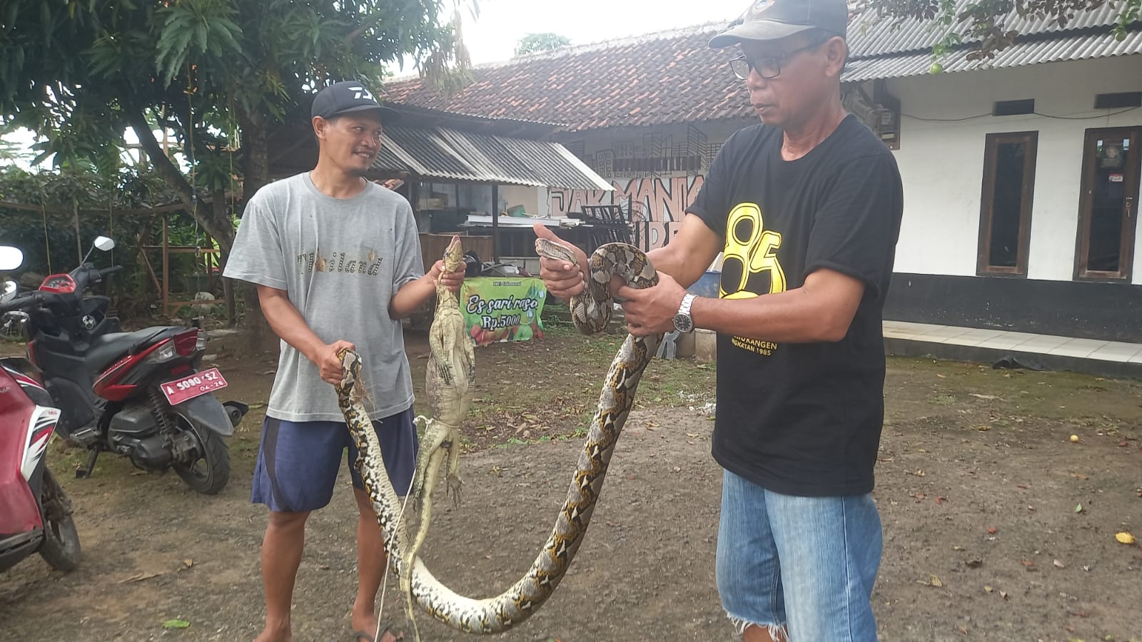 Pak Wendi dibantu Pak Dede, sedang memasukkan ular sanca sepanjang 4 meter dan biawak hasil tangkapan, hari ini Sabtu (27/4/2024) dari dalam kandang ayam milik Pak Wendi. (Foto : Daeng Yusvin)