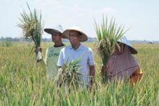 Realisasi Penyaluran Pupuk Bersubsidi-medium