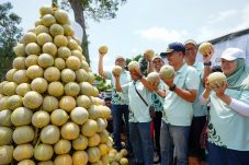 Petrokimia Gresik Cawe Cawe Pendapatan Petani Melon Pantura Meningkat 15 Persen