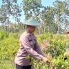 Polsek Panceng Gresik Dampingi Petani Cabai Menuju Kemandirian Pangan