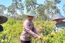 Polsek Panceng Gresik Dampingi Petani Cabai Menuju Kemandirian Pangan