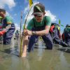 Freeport Libatkan Ratusan Orang Tanam Mangrove dan Bersihkan Pantai