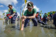 Freeport Libatkan Ratusan Orang Tanam Mangrove dan Bersihkan Pantai