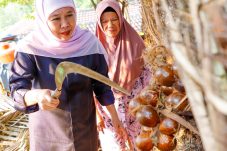 Gubernur Khofifah Panen Salak Madu di Desa Wonoagung Malang