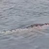 Warga Heboh Muncul Buaya di Aliran Sungai Bengawan Solo Gresik