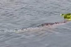 Warga Heboh Muncul Buaya di Aliran Sungai Bengawan Solo Gresik