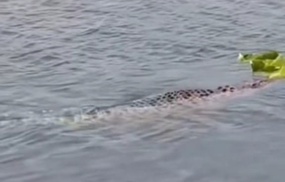 Warga Heboh Muncul Buaya di Aliran Sungai Bengawan Solo Gresik