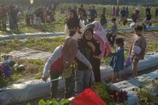 Masyarakat Gresik Ramai-ramai Panen Buah dan Sayur di PAE