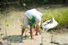 Jaga Ekosistem Pesisir Petrokimia Gresik Tanam sekitar 1.000 Bibit Mangrove