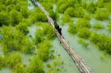 Petrokimia Gresik Serius Lestarikan Ekosistem Mangrove