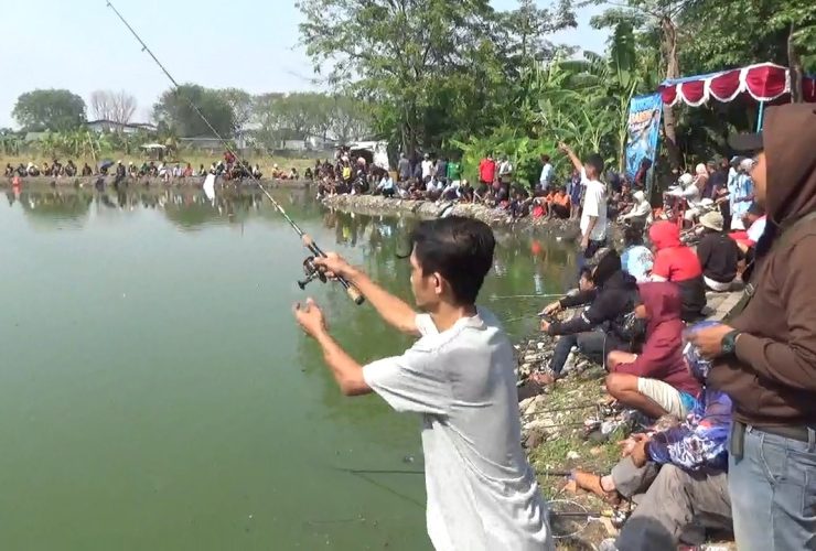 Mancing Bareng Alpian, 2.000 Ekor Lele Ditebar, Ratusan Warga Tumpah ke Empang