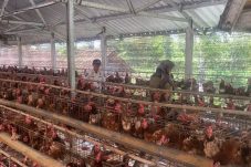 Kandang Ayam Berizin Dipersoalkan Warga, Pemilik: Jangan Matikan Usaha Kami