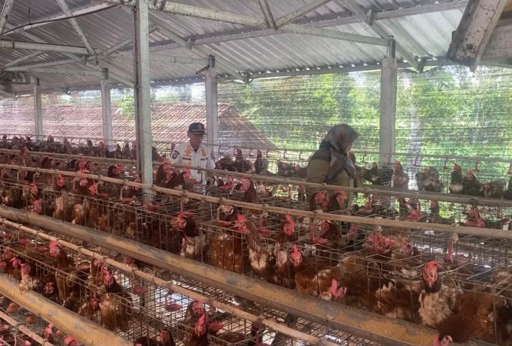 Kandang Ayam Berizin Dipersoalkan Warga, Pemilik: Jangan Matikan Usaha Kami
