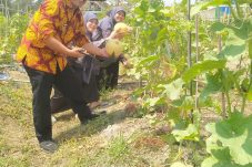 Sensasi Petik Melon di Wisata Endel Park Golokan Gresik